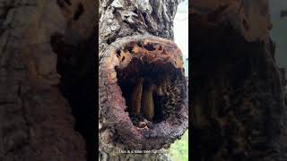 Dealing with a Defensive Africanized Bee Colony in a Tree