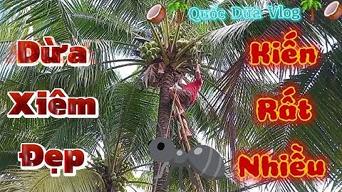 Dừa xiêm đẹp nhưng kiến rất nhiều #quocduavlog