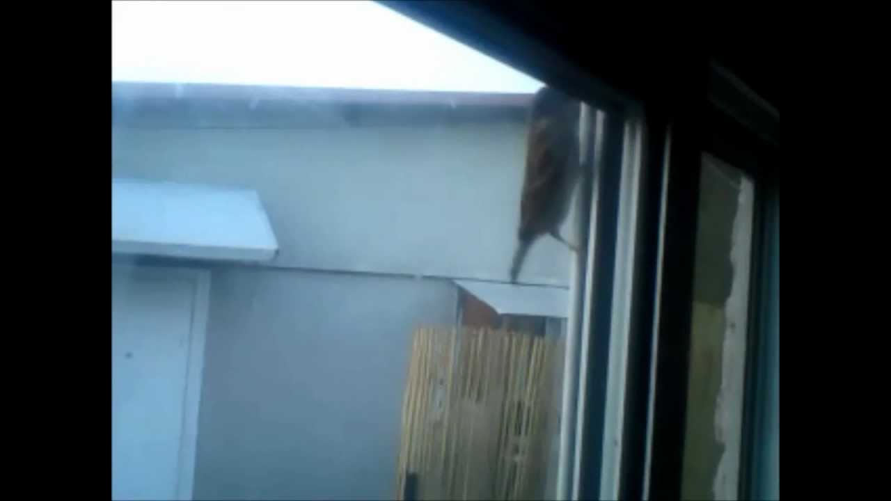 sparrow bird tapping on my window every day all the day sparrow bird tapping on my window every day all the day