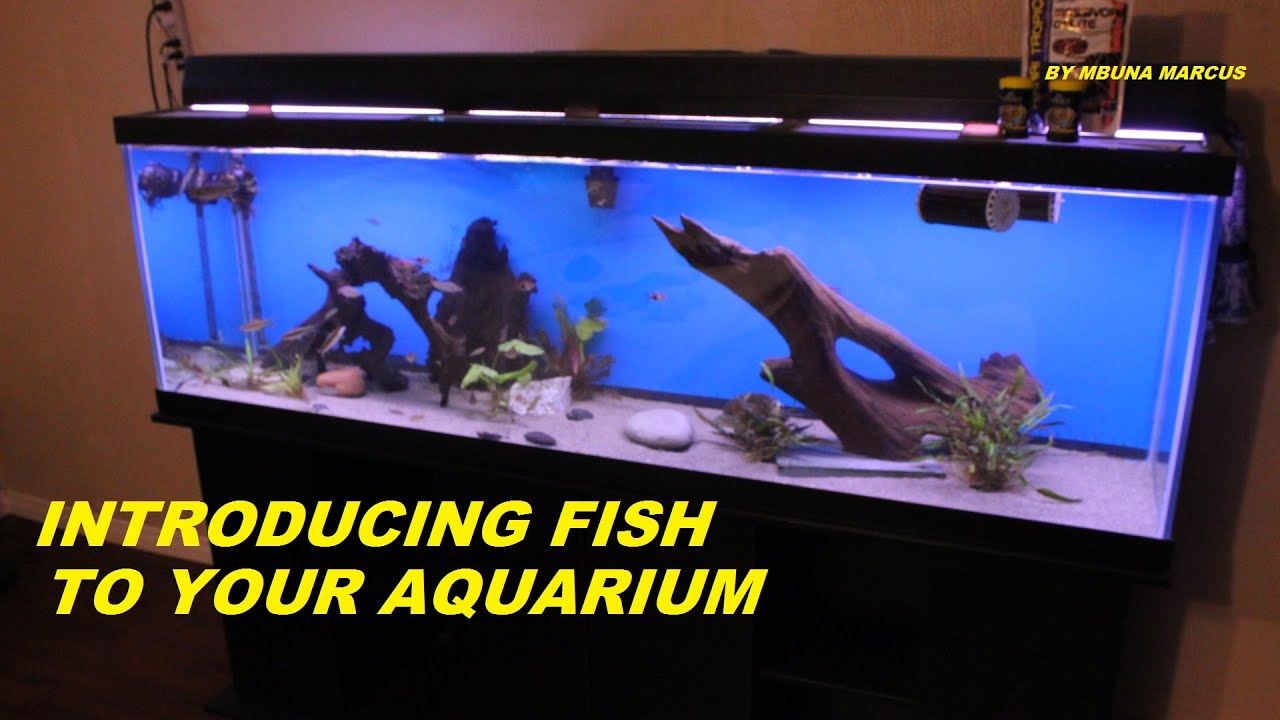 How to Introduce a Fish to an Aquarium foto pics How to Introduce a Fish to an Aquarium
