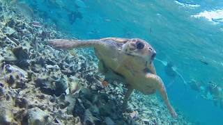 Belize 2018