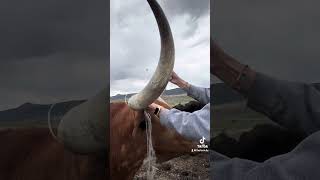 Let’s remove twine from a horn