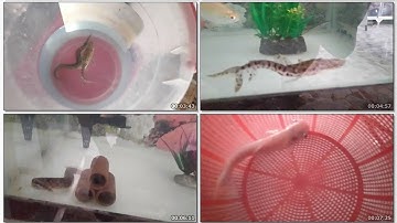 Đem Con Cá Chạch Bông (Cá Chạch Lấu) Với Con Cá Tra Bạch Tạng Lên Hồ Cá Săn mồi Cộng Đồng