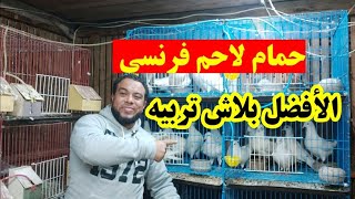 يبقي بلاش تربي حمام لاحم فرنسي نهائي؟؟؟