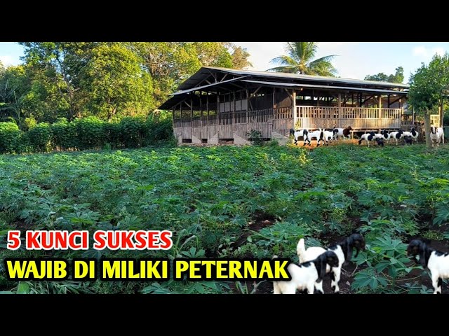 5 KUNCI SUKSES DALAM USAHA TERNAK KAMBING TERHINDAR DARI KERUGIAN class=