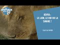 Kenya : le lion, le roi de la savane ! - Les Animaux de la 8