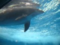 イルカのジム　浅虫水族館 の動画、YouTube動画。