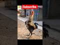 Best Funny Animal Moments 2025😆👈