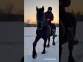 A smooth ride 😎#horse #stallion #percheron #equestrian #fun #winter #horsebackriding #animals #cute