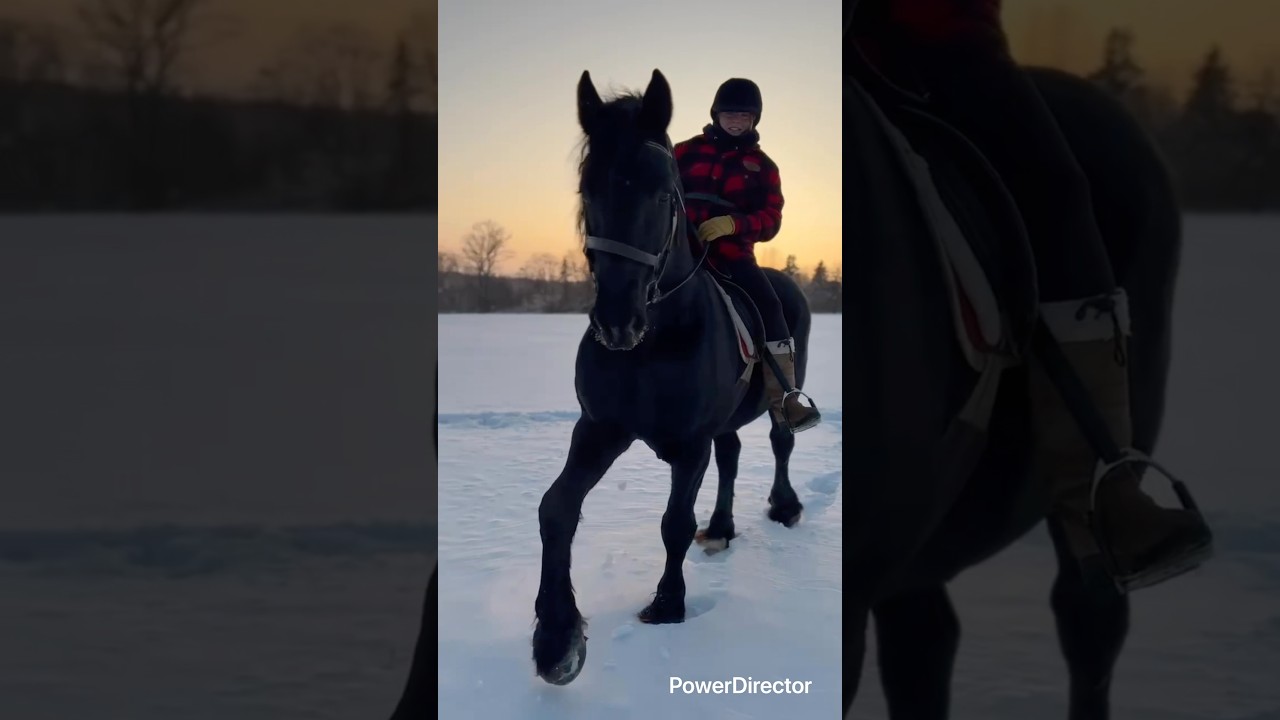 A smooth ride 😎#horse #stallion #percheron #equestrian #fun #winter #horsebackriding #animals #cute