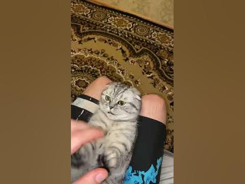 #кусака - YouTube