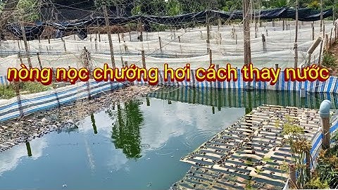Cách Thay Nước Cho Nòng Nọc Bị Chướng Hơi