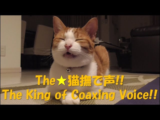 叱られると察した猫の猫撫で声が可愛すぎて思わず許しちゃった件　Latte is The King of Coaxing Voice!!