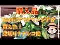 ブライダルシャワー〇見切り品で買ったナデシコの翌年の姿〇買ったら即お手入れするのが吉〇ナデシコピンクキッス〇