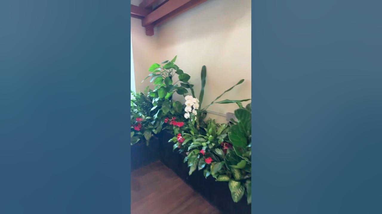 Singapore rom registry of marriage youtube