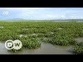 Turning menacing hyacinth into manure |  DW English