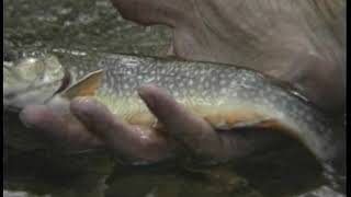 A Casting Approach to dry fly tactis with Joe Humphreys 1/3