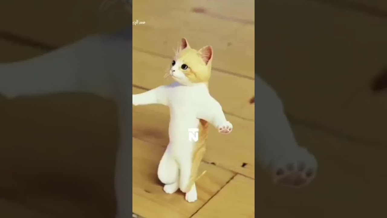 Kit kot #kot #cat #comment #reels #remix #shorts #animals