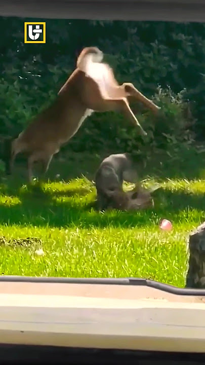 INDUK RUSA BERUSAHA MELINDUNGI ANAKNYA DARI GANGGUAN ANJING LIAR #animals #scary