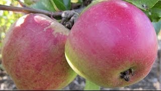 Whatever the size of your growing space, with a little planning and maintenance, you can grow beautiful, productive fruit trees in 