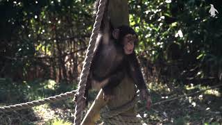 Answering Your Questions About Our Chimpanzees | Edinburgh Zoo