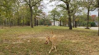 dog park at North Side Marina & Resort by Maria Moberg 87 views 1 year ago 29 seconds