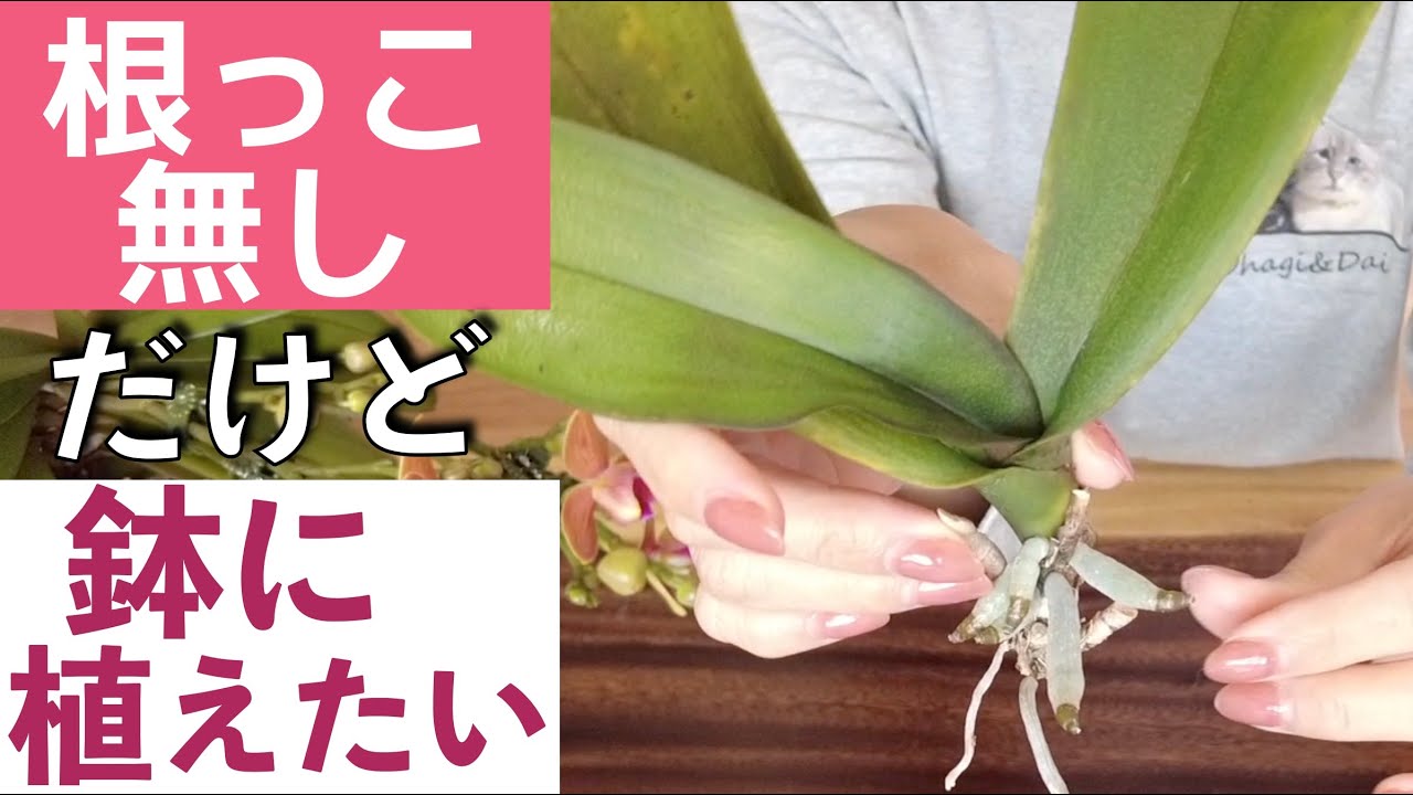 【胡蝶蘭】鉢の選び方&植え方の裏技！