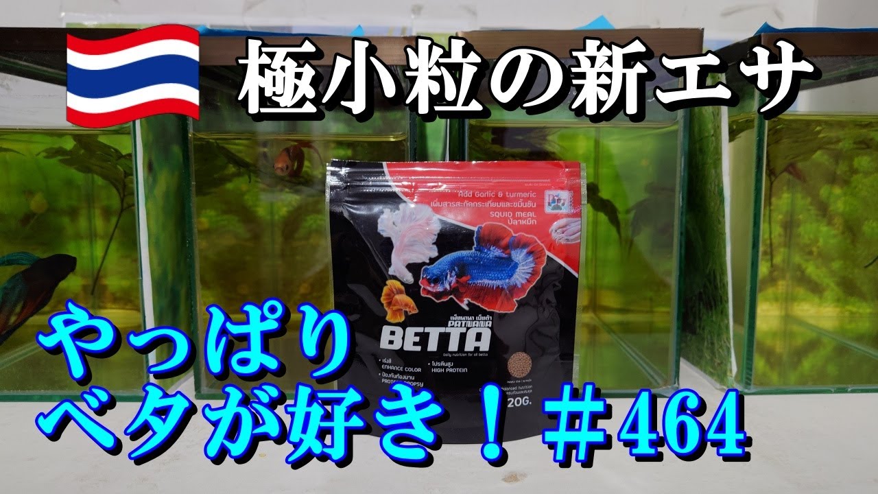 【ベタ飼育464】月齢の若いベタのエサとしては最適かも？ ベタ専用の極小粒エサ「Patana BETTA」をご紹介！ - YouTube