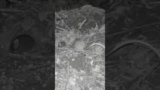Water rat and white tailed rat , chat