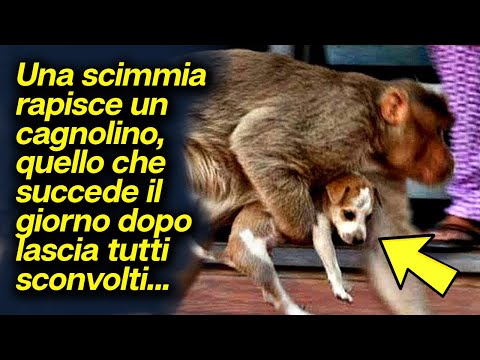 Persone avvistano una scimmia che tiene in braccio un cagnolino, il perché ti sorprenderà...