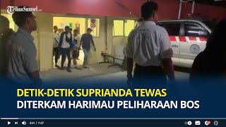 Kronologi Detik-detik Suprianda Tewas Diterkam Harimau Peliharaan Majikan saat Beri Makan di Kandang