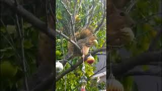 SQUIRREL EATING JUJUBI (Korean Fruit)