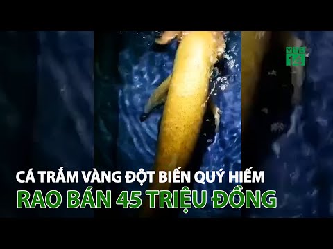 Video Bắt được cá trắm vàng đột biến quý hiếm, rao bán giá... - youtube