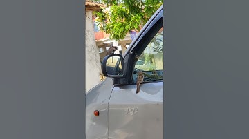 Sparrow Confused with its reflection 🪞  | Fighting its Own Reflection