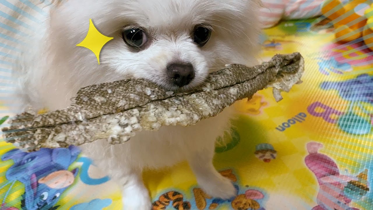  POLKADOG Haddock Crunchy Sticks Eating Sound