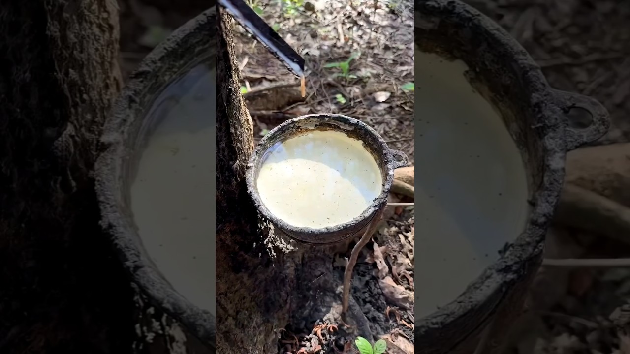 this plant rubber worth in millions 😲#shorts #short #trending #viralshorts #facts #reels