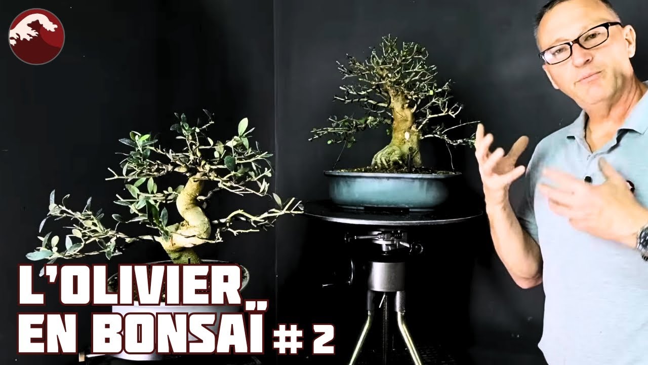Comment Faire des Oliviers en Bonsaï ? Épisode 2 🌱 NEJIKAN BONSAI 🌱