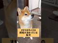 これやからパパは。 #柴犬