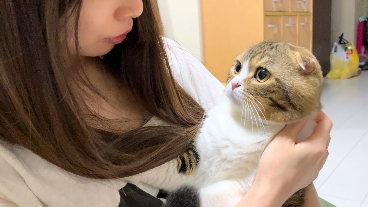 cat】Because he is worried about a typhoon, I have a lot of chats