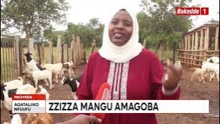 Ensigo yiino enkizo y'okulunda embuzi, zizza mangu amagoba