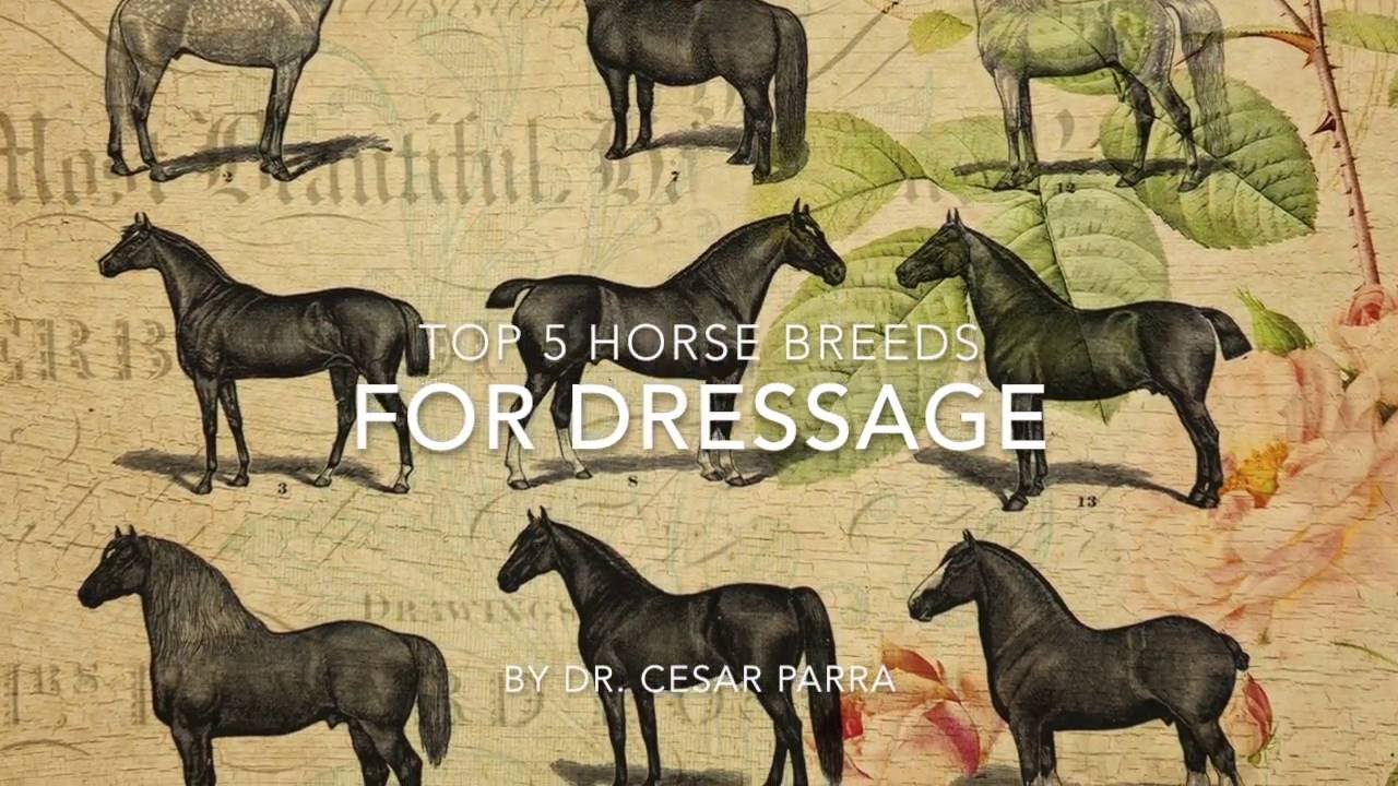 Top 5 Horse Breeds For Dressage By Dr Cesar Parra Youtube