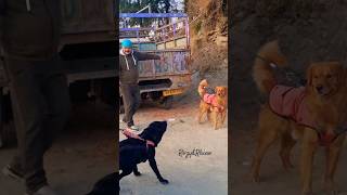 Dog Fight Black Labrador And Golden Retriever Enemy
