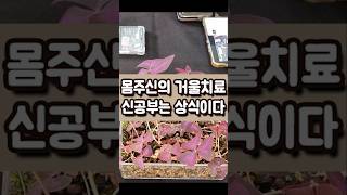 몸주신의 거울치료.. 신공부는 상식이다 [귀신 마당 86편]