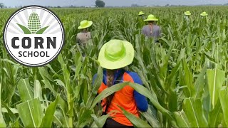 Corn School: Detasseling critical for seed production