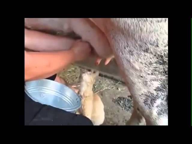 Watch This cat loves cow milk lol on YouTube Watch This cat loves cow milk lol on YouTube