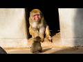 Punch kept bothering every monkey… but this big one…