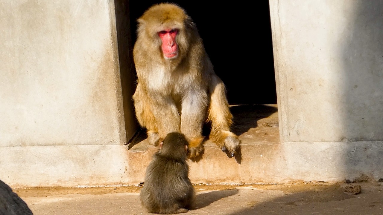 Punch kept bothering every monkey… but this big one…
