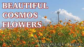 COSMOS FLOWERS •(4K UHD)RELAXING MUSIC ALONG WITH BEAUTIFUL FLOWER NATURE•4K ULTRAHD