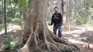 Occult Wisdom- Episode-1. Tree Magic- Basic Information Of The Ancient Practice