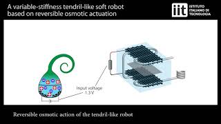 Tendril-like soft robot based on reversible osmotic actuation screenshot 4